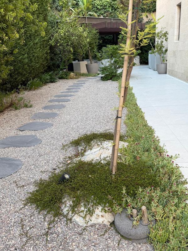 Creeping groundcover spreading over a pale rock beside a stepping-stone path in gravel.